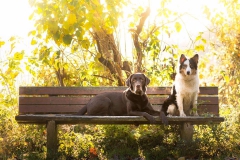 hugo-bailey-gelb-gruen-braun